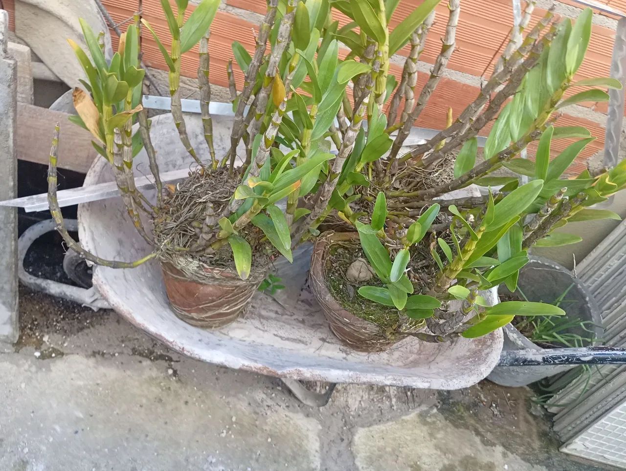 Vendo orquídea 