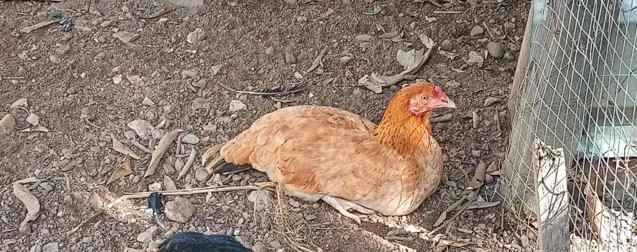 Vendo 4 Galinhas caipira  - Foto 3
