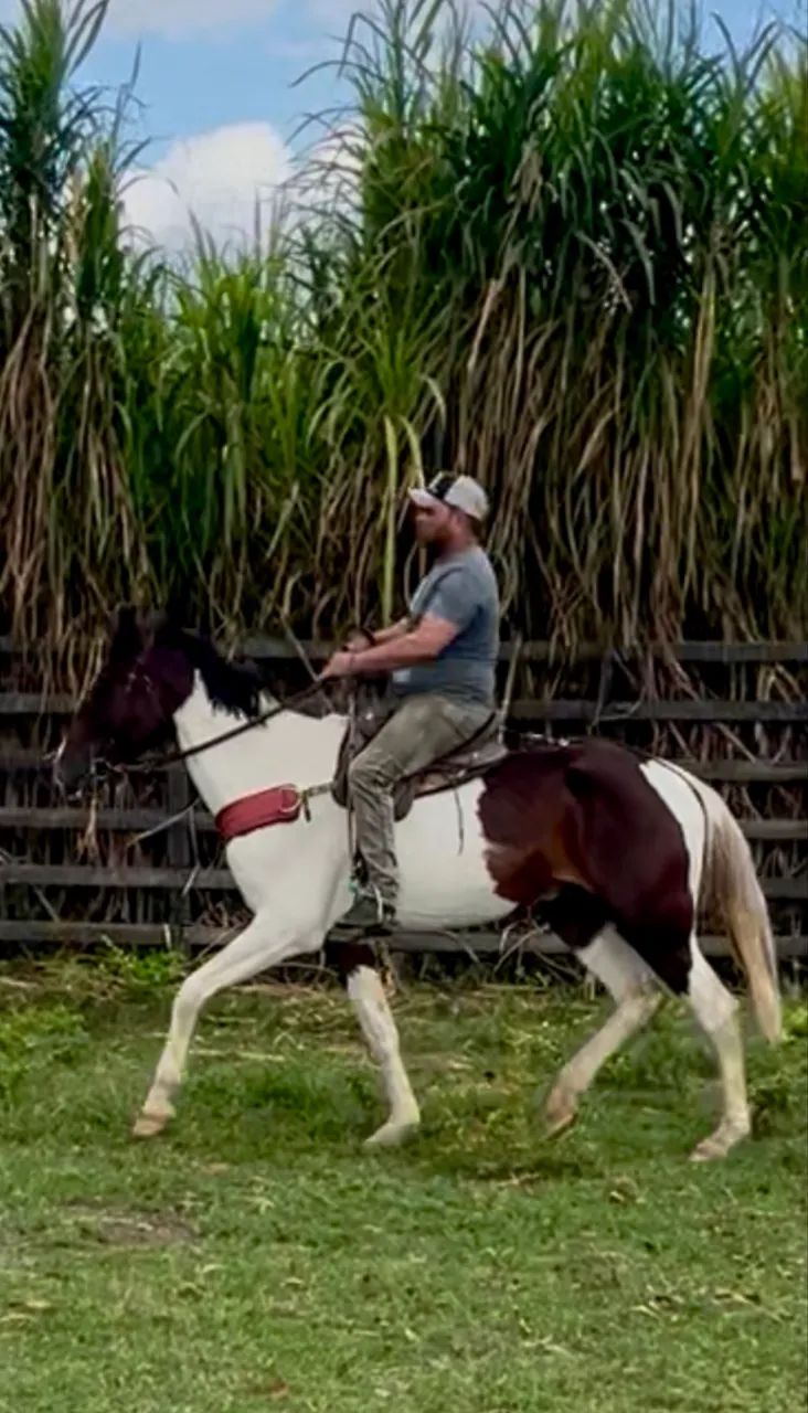 Cavalo Campolina PO Pampa de Castanho - Foto 3