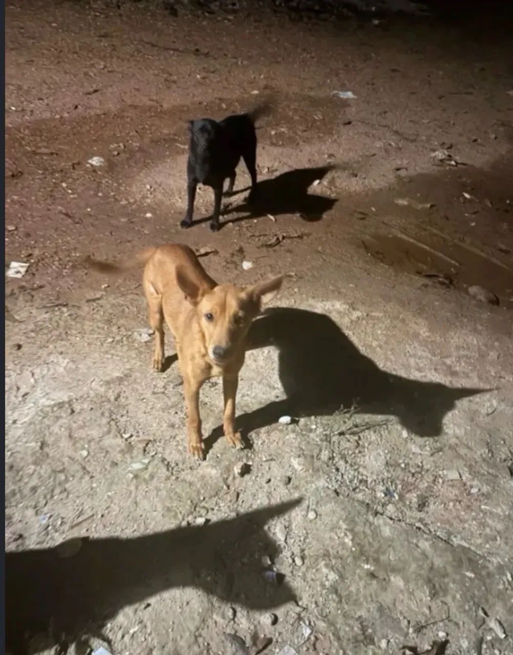 Doação de cachorros - Foto 4
