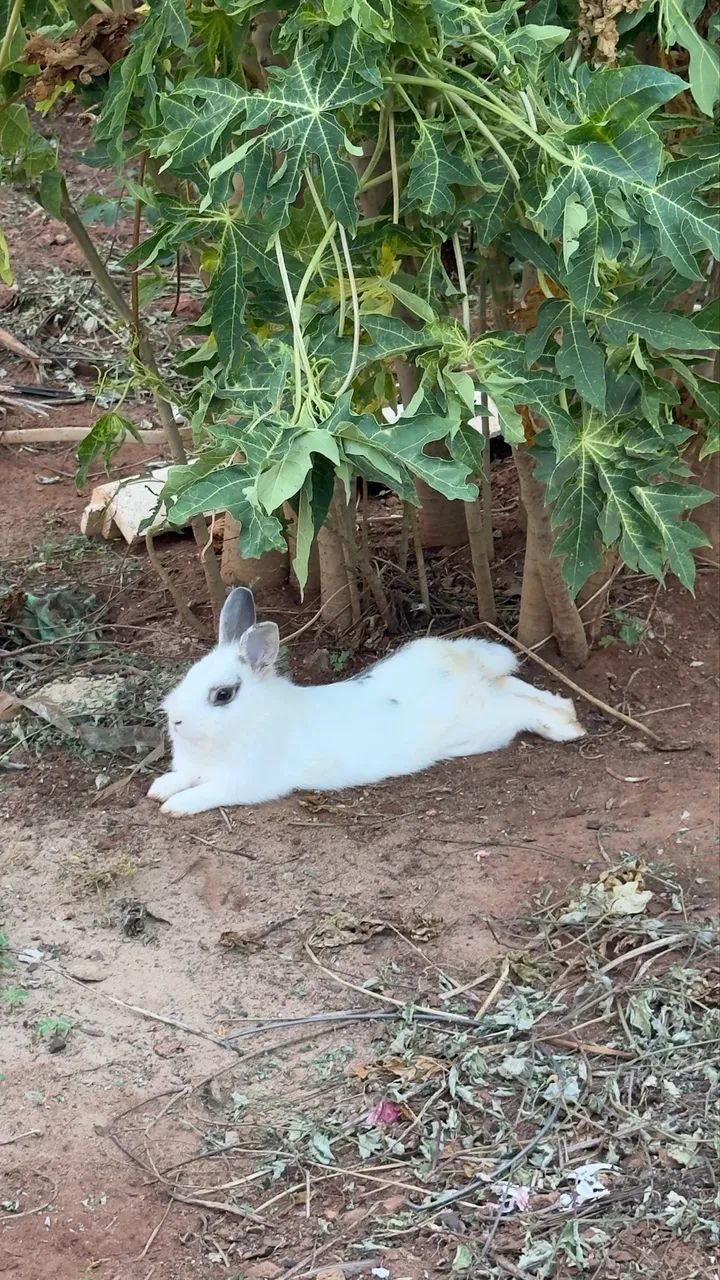 Procuro uma namorada  - Foto 3