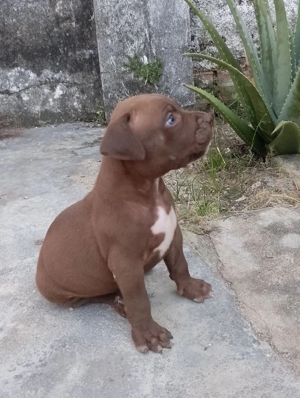 Pit Monster (brasilian Bull) - Foto 4