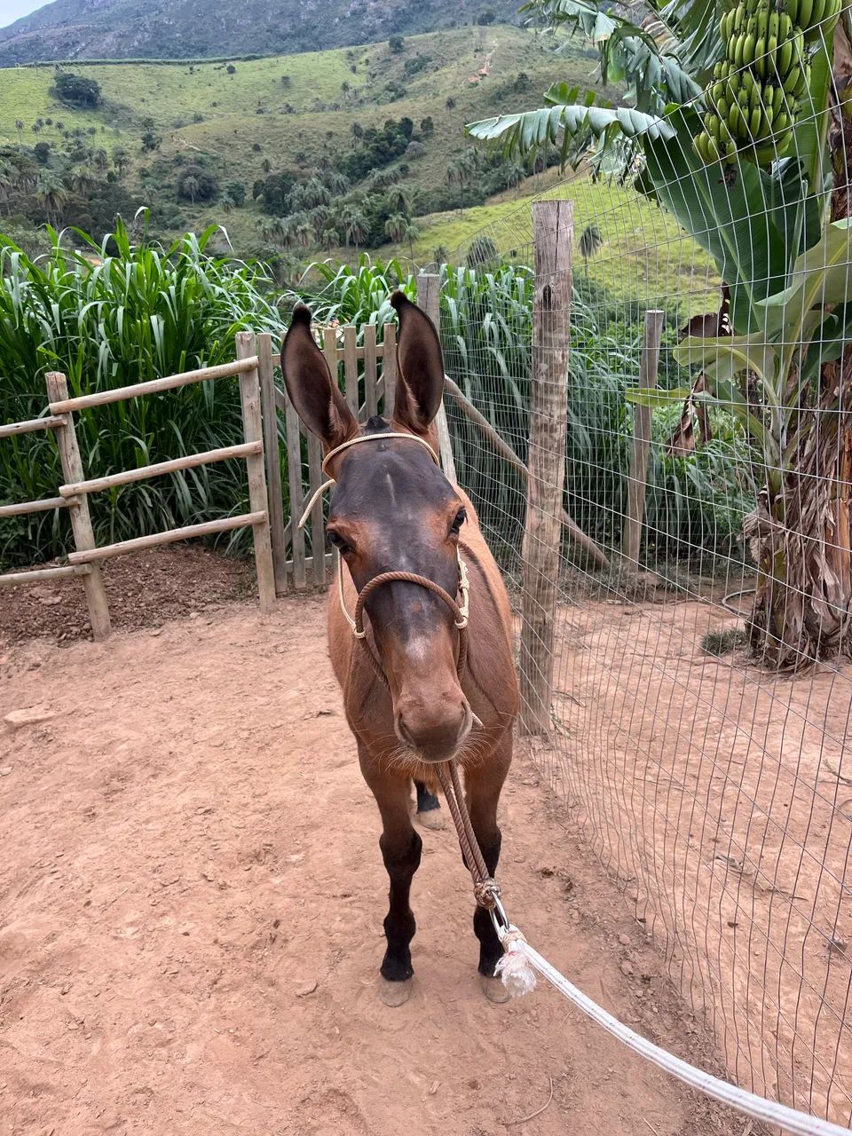Burro vai faser 5 meses de idade lindo de morfologia extra de sela  - Foto 2