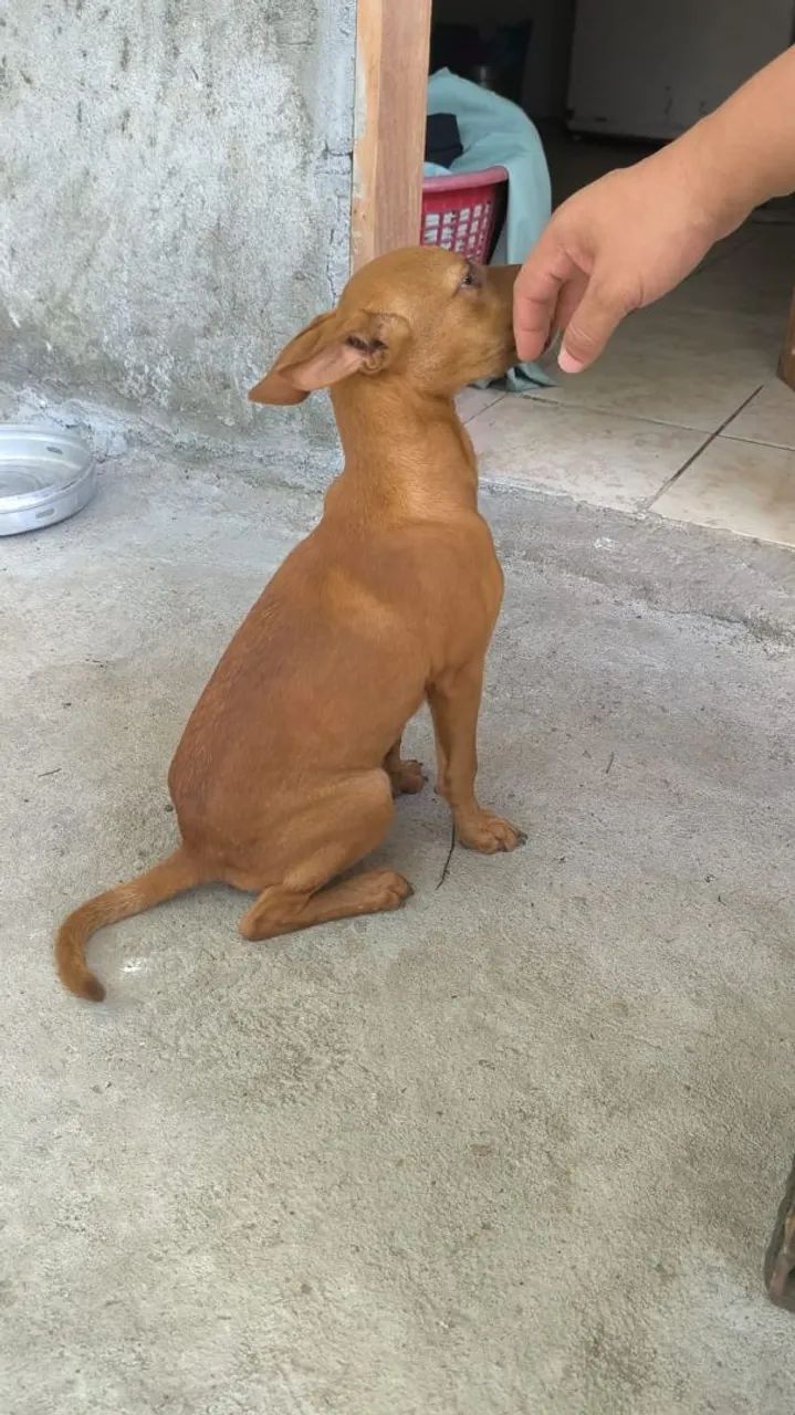 DOAÇÃO PITBUL COM VIRA-LATAS  - Foto 4