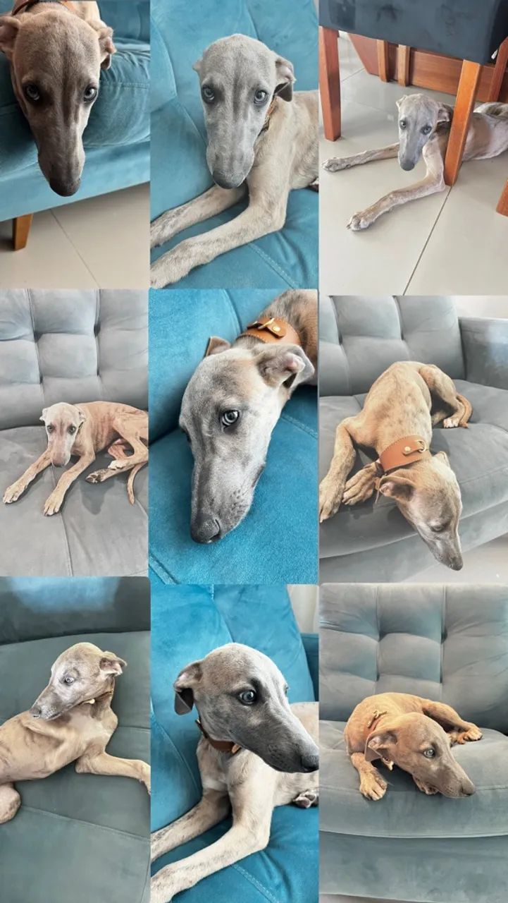 Whippet  - Foto 2