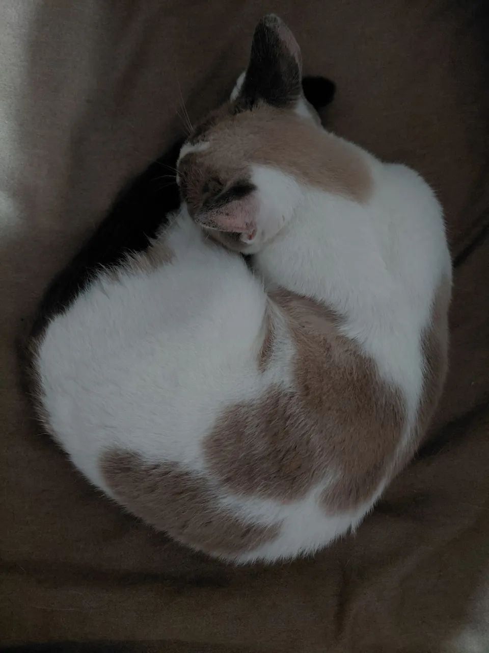 gatinha para doação 