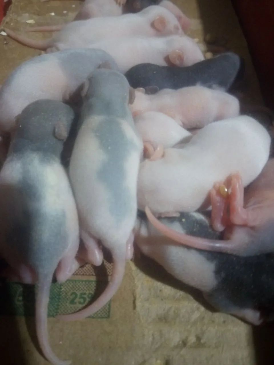 Twisters (RATAZANA DOMÉSTICA) - Foto 4