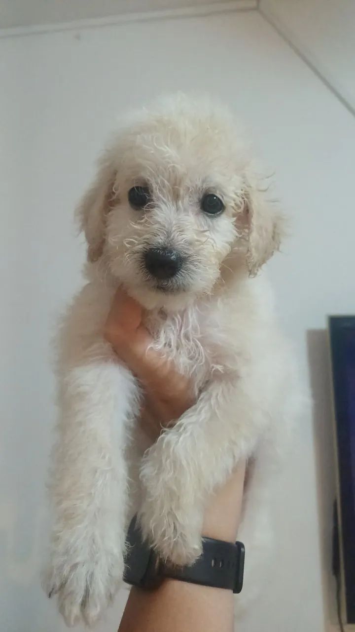 Filhotes de Poodle  - Foto 2