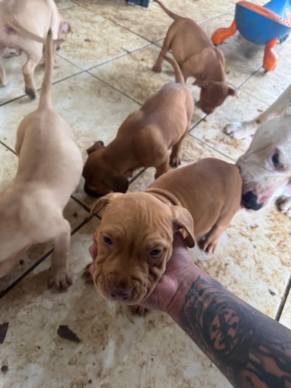 Pitbull filhote - Foto 4