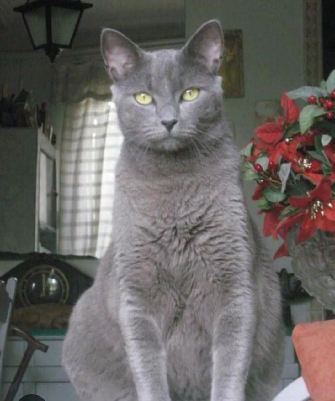 Gata castrada docil adocao