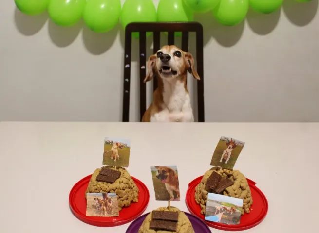 Adoção Responsável  - Foto 3