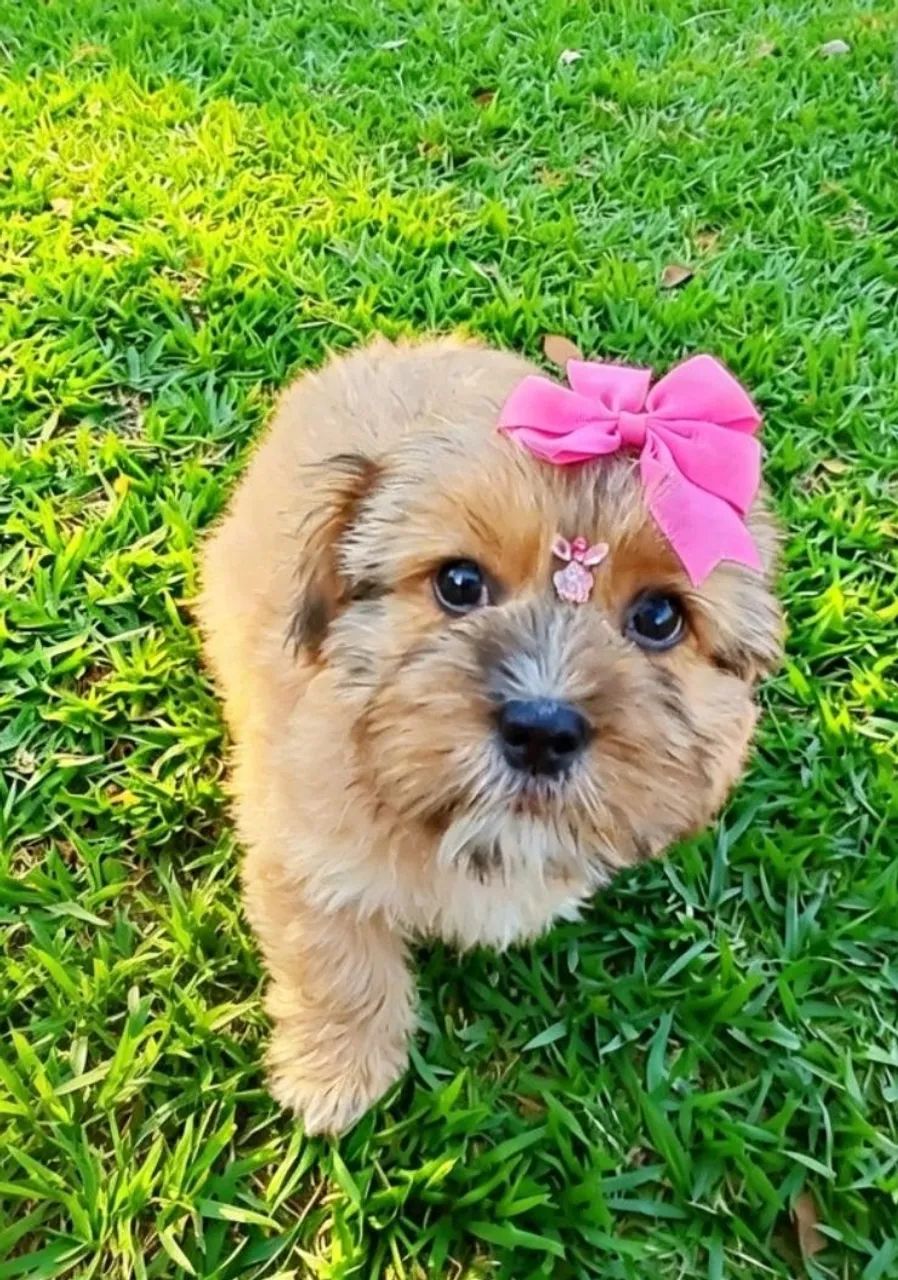 Lhasa Apso  - Foto 2