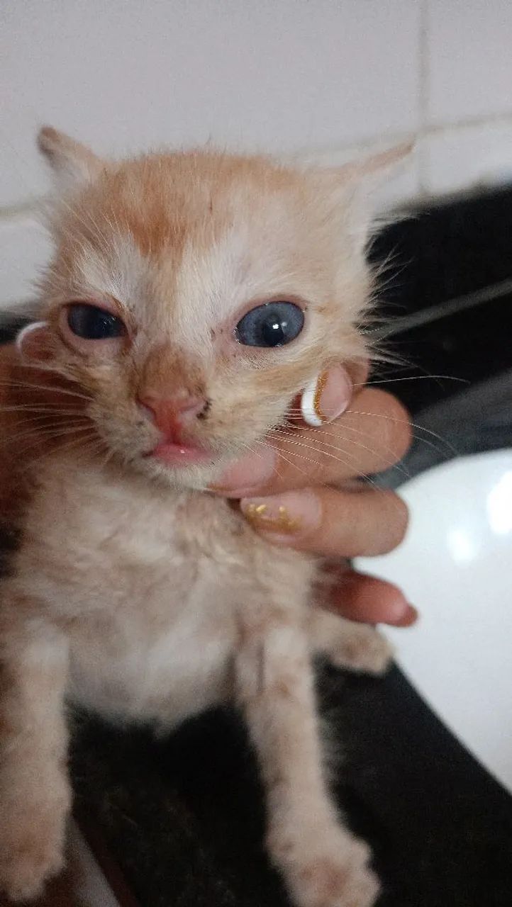 Gatos  - Foto 6