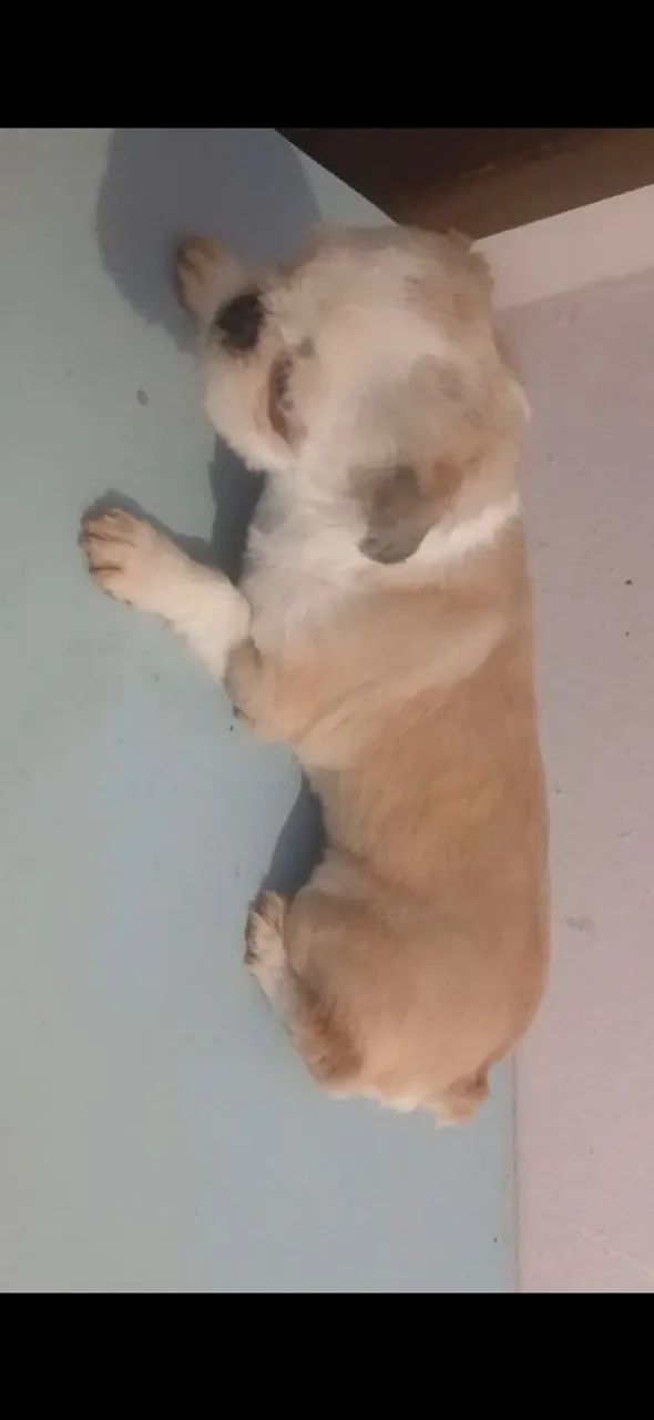 Vendo  ou troco - Foto 3
