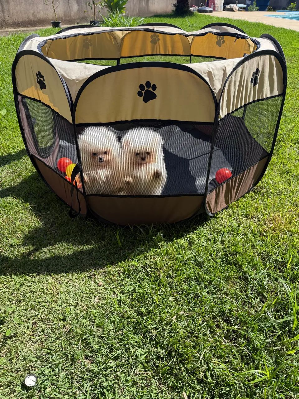Spitz Alemão Fêmea  R$ 5.500