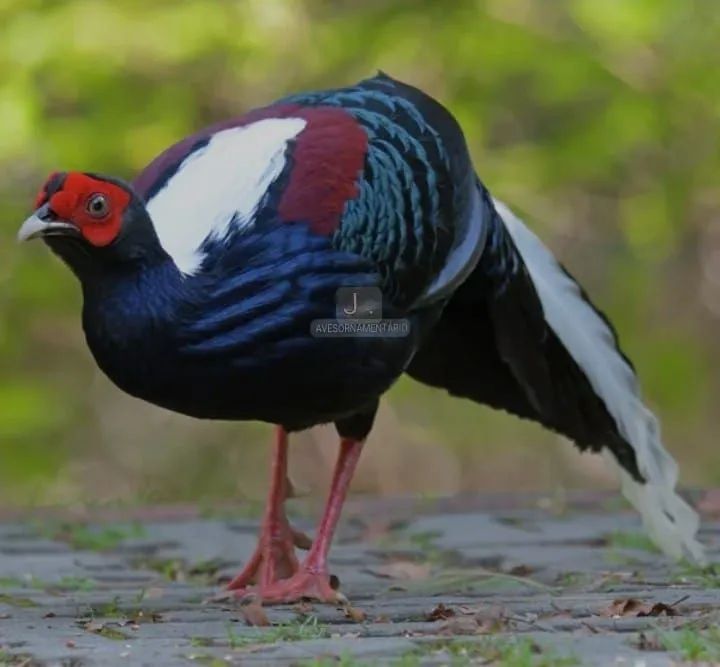 Galinha pra sítio (swinhoe)