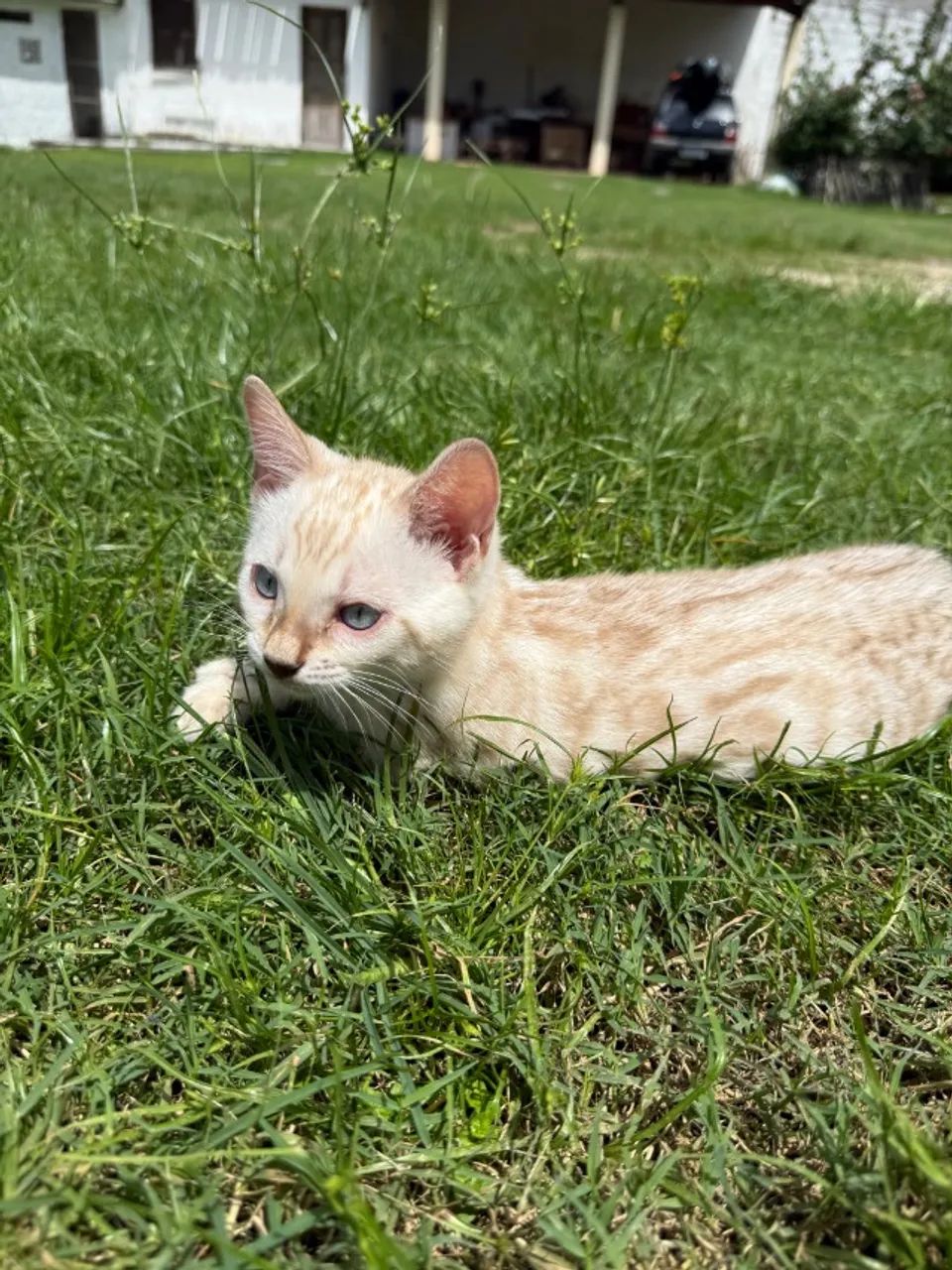 Gato Bengala