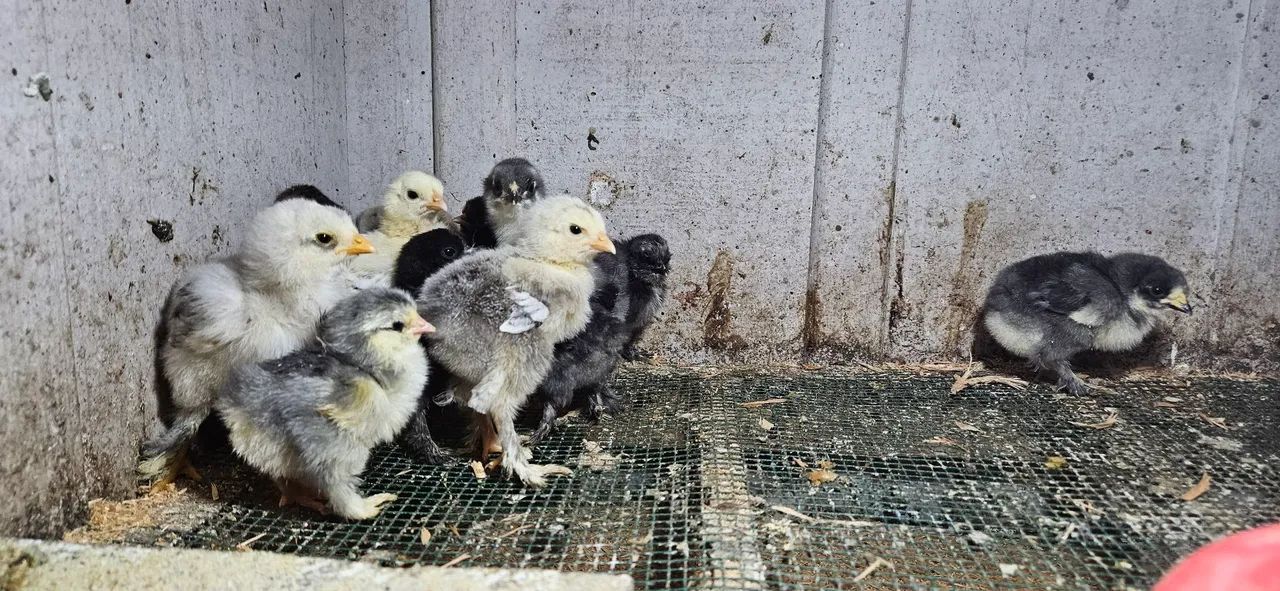 Pintinhos Brahma  - Foto 2