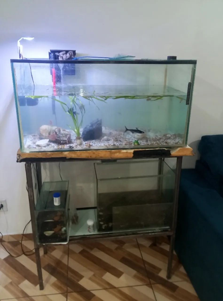 Aquários, suporte, filtro e bomba de oxigênio 