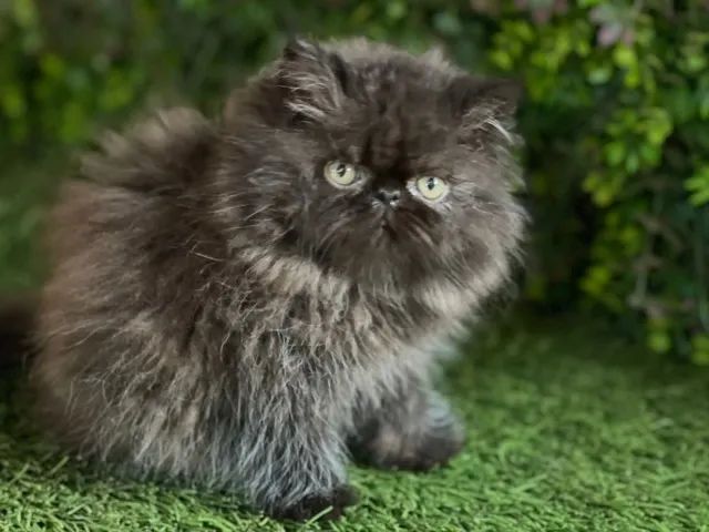 Gato Persa lindos filhotinhos com padrão destacado