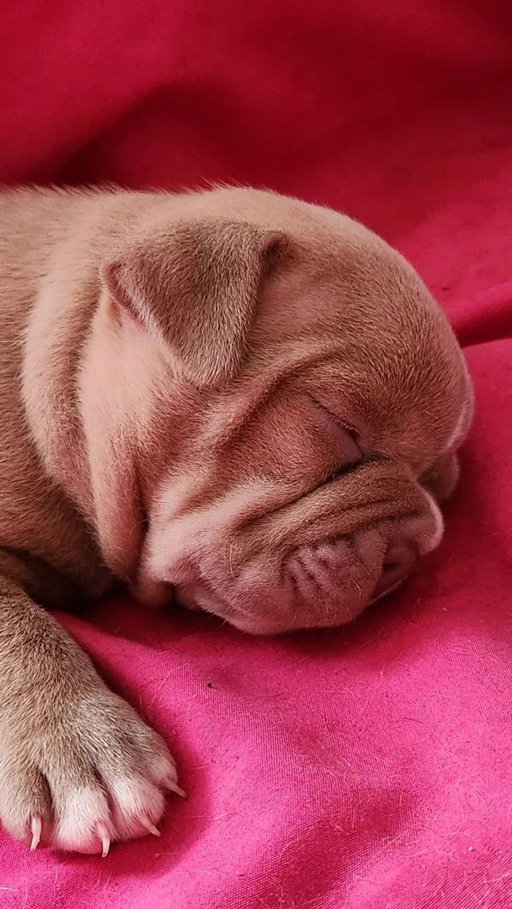 American Bully pocket - Foto 3