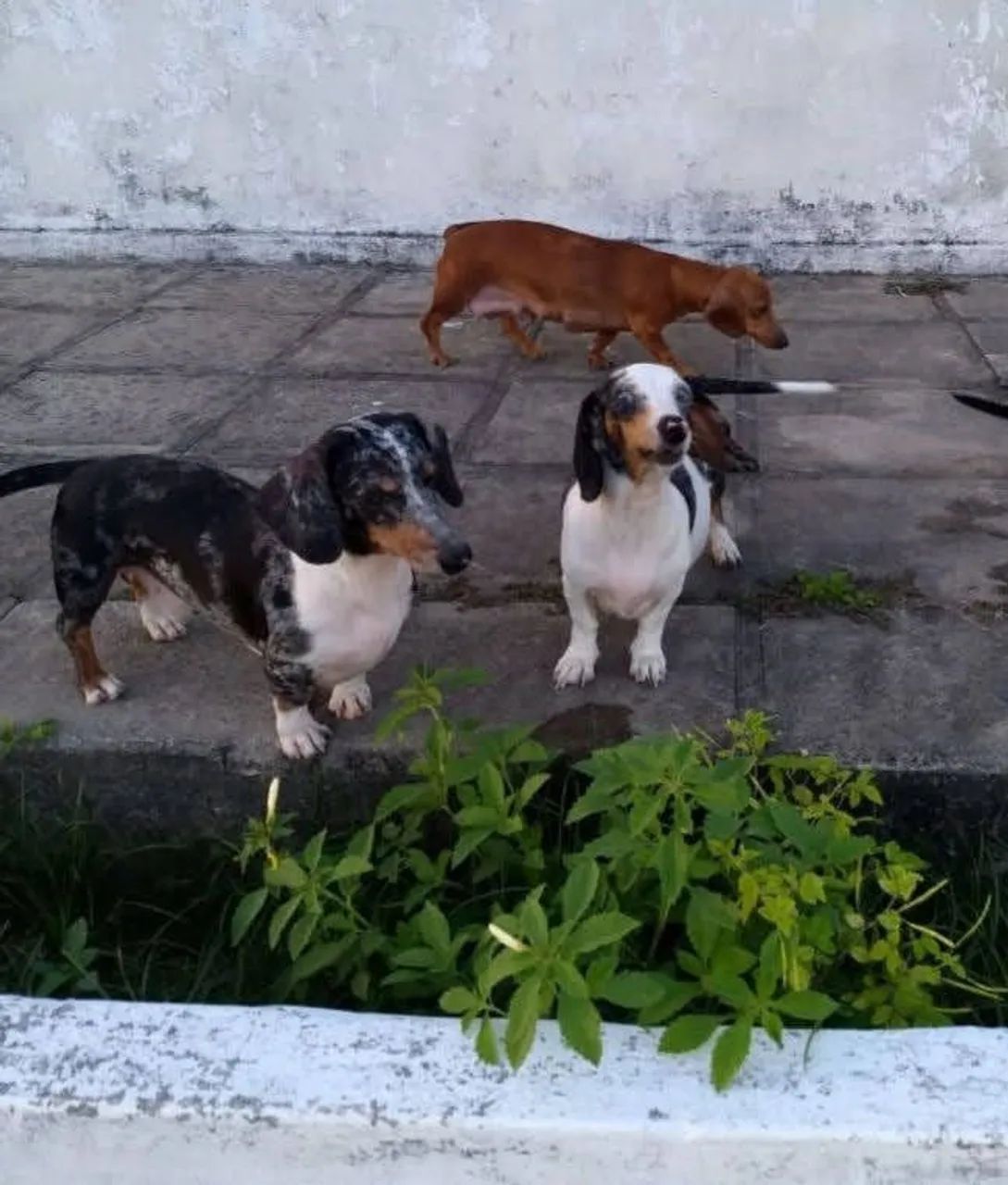 Salsichinha arlequim  - Foto 3