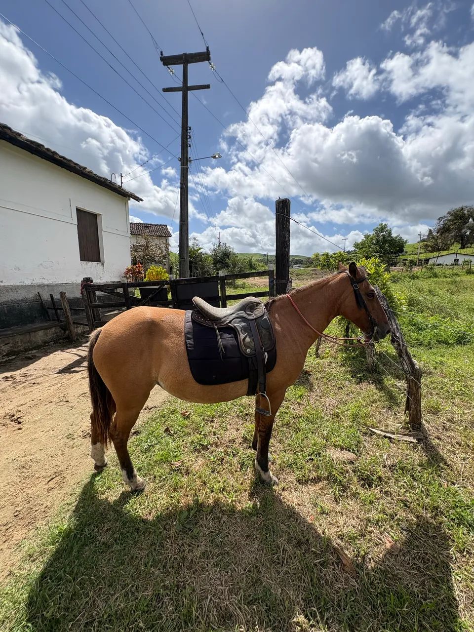 ÉGUA MANSA PRA MULHER E CRIANÇA  - Foto 2