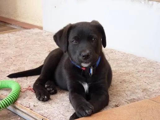 Labrador  Ilove You 