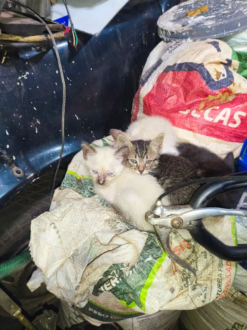 Gatos para doação  - Foto 2
