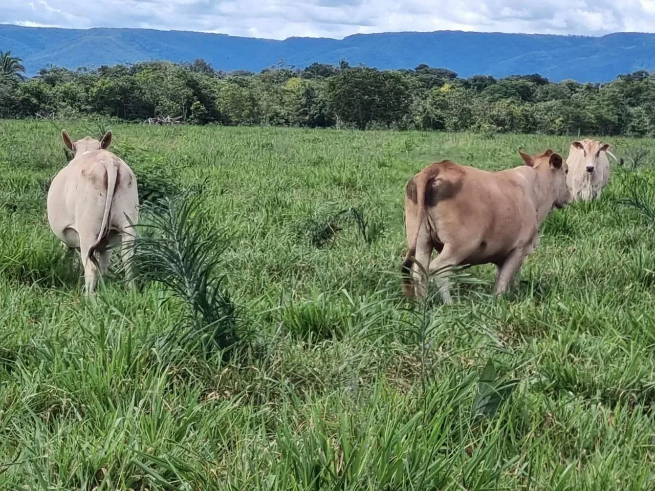 Fazenda dupla aptidão Olho D'água. Próximo Cuiabá - Foto 4