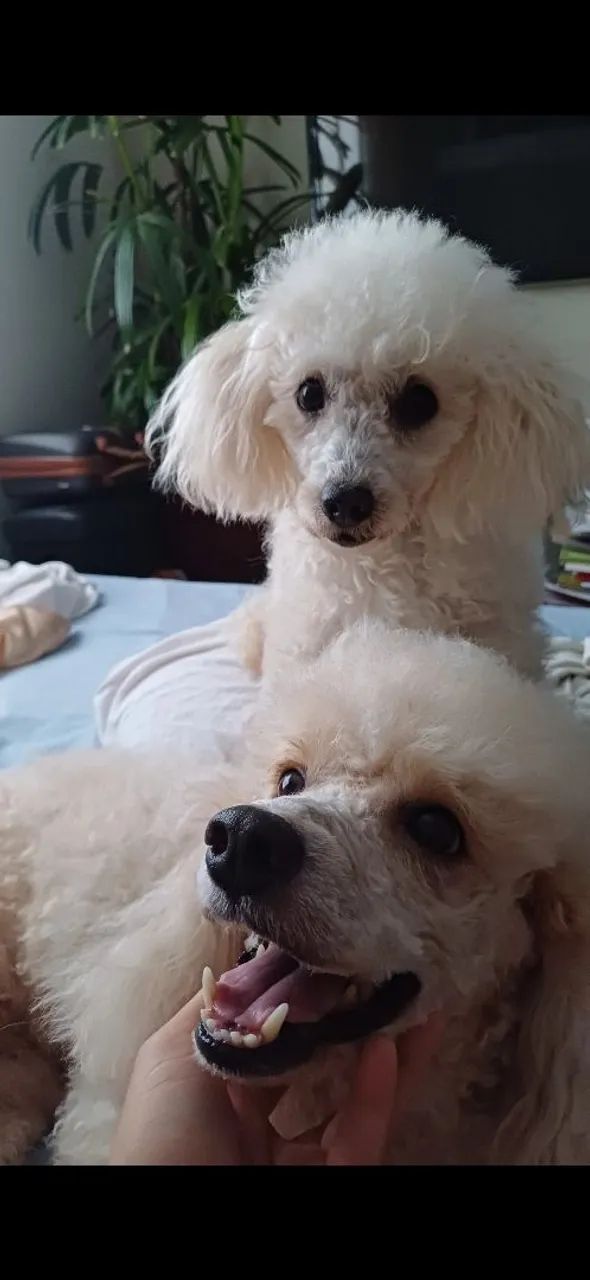 Filhotes de Poodle  - Foto 3
