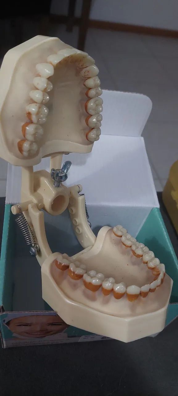 Manequim Periodontia - Foto 2