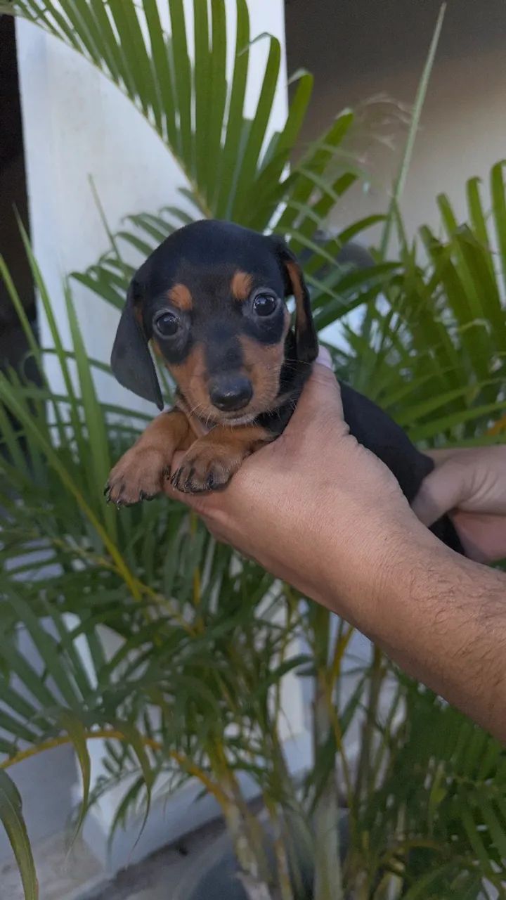 Salsicha miniatura - Foto 2