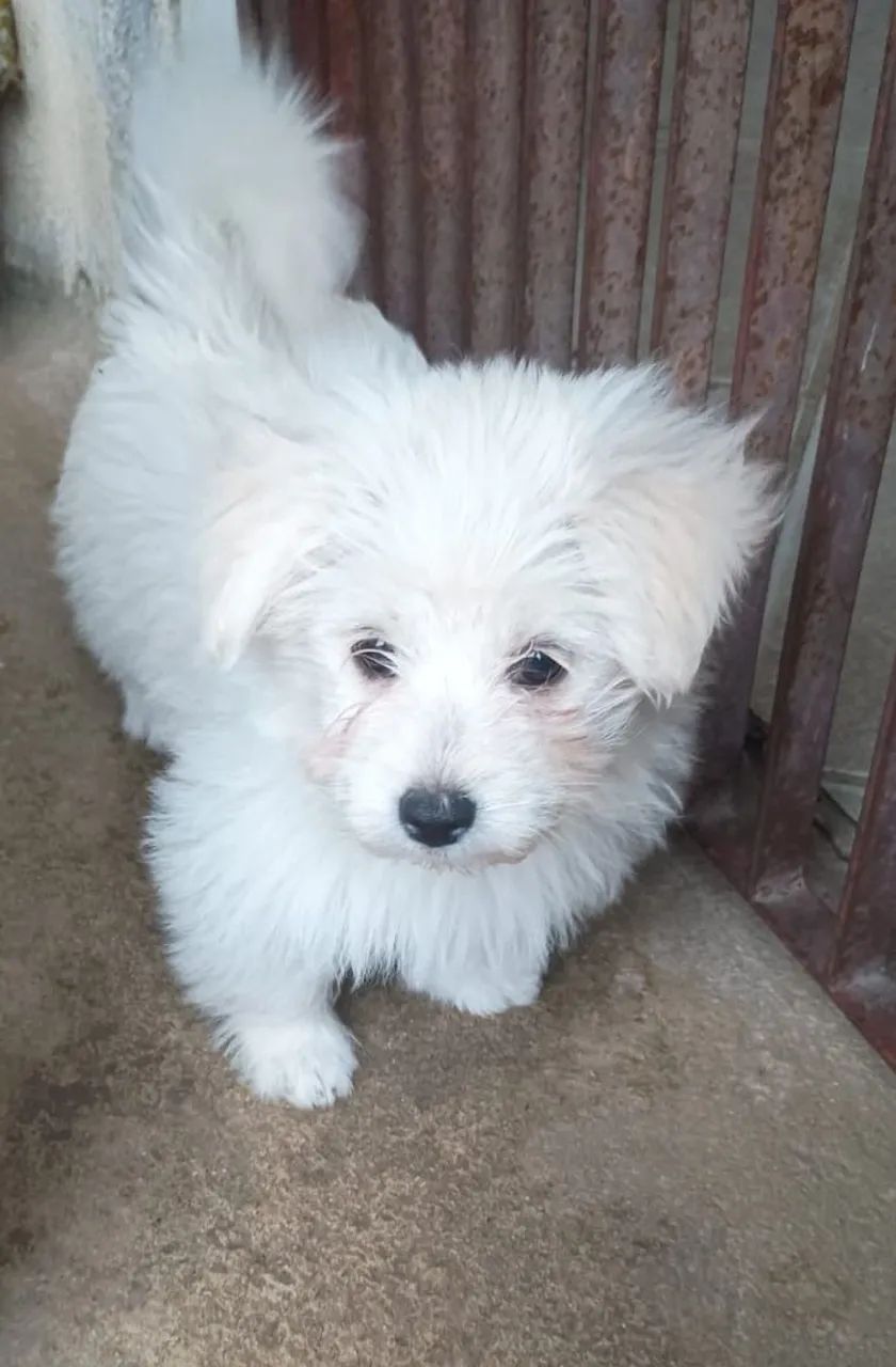 Maltês com Spitz
