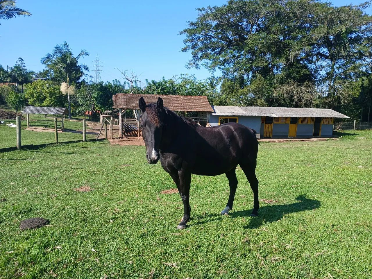 Cavalo. Mistura com quarto de milha. 8 anos  - Foto 3