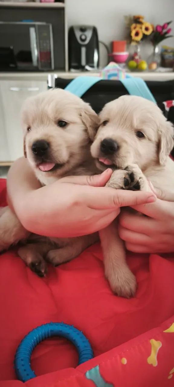 GOLDEN RETRIEVER  - Foto 2