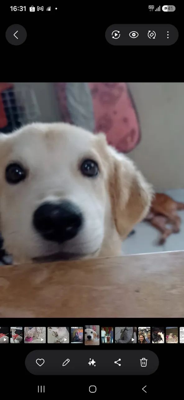Doação cachorro grande - Foto 2