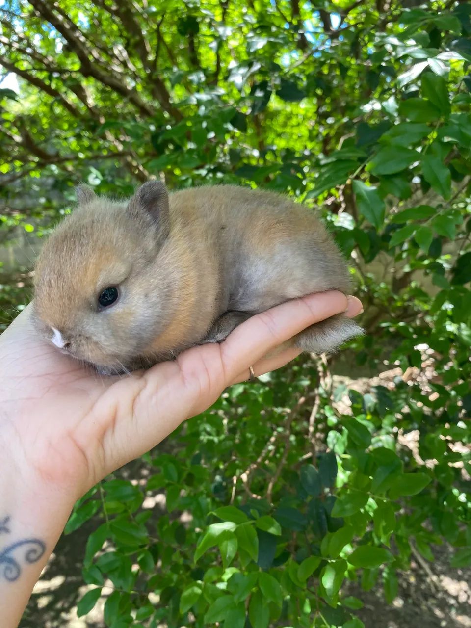Vendo mini coelho netherland dwarf - Foto 2