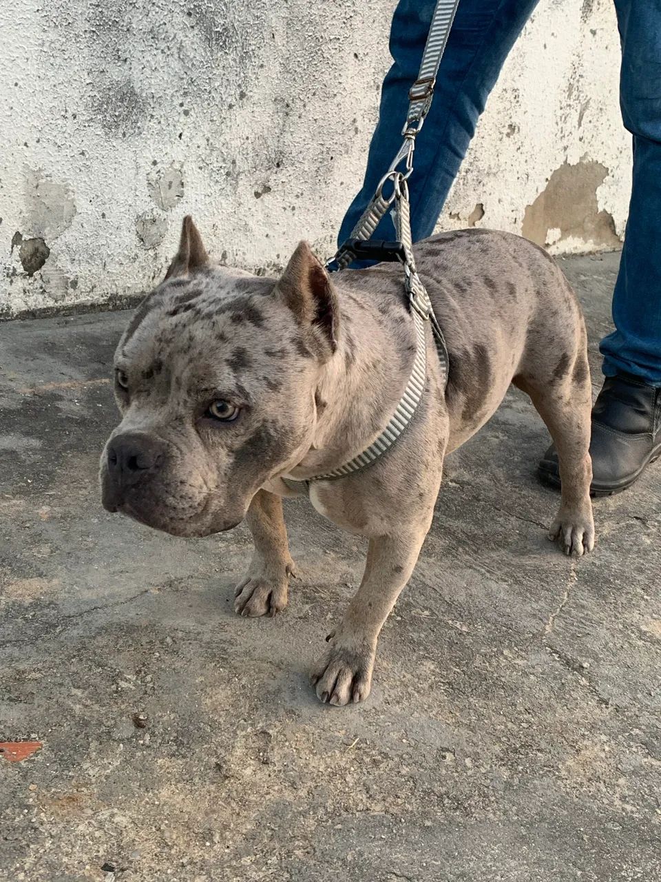 American bully - Foto 3