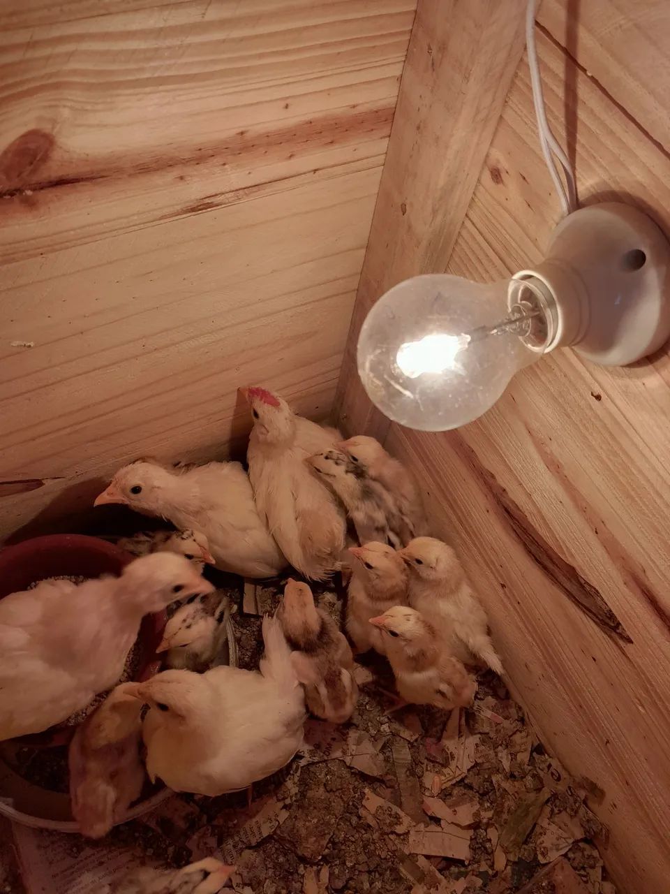 Pintinhos