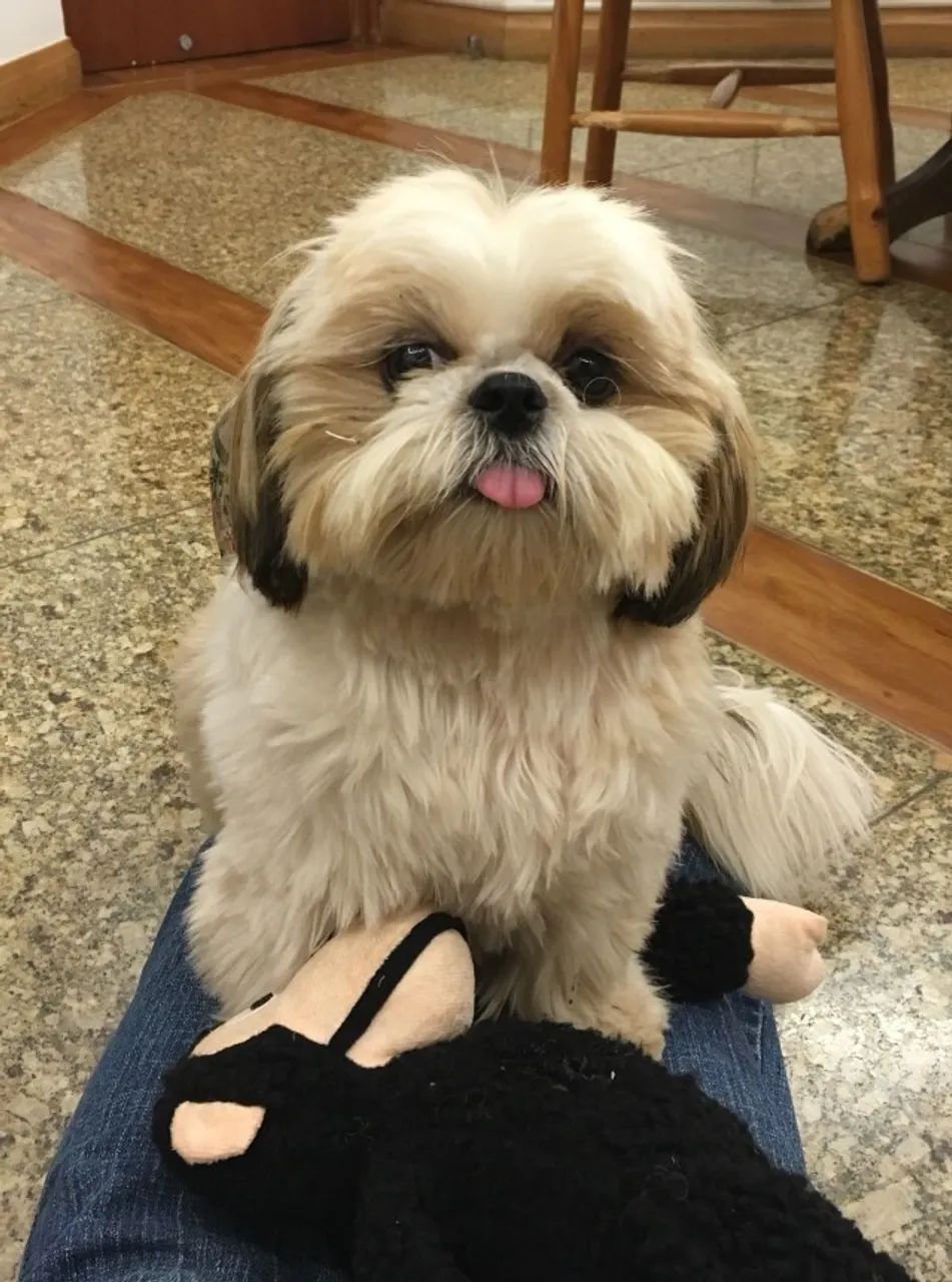 SHIH-TZU MICRO - MACHOS E FÊMEAS - Foto 5