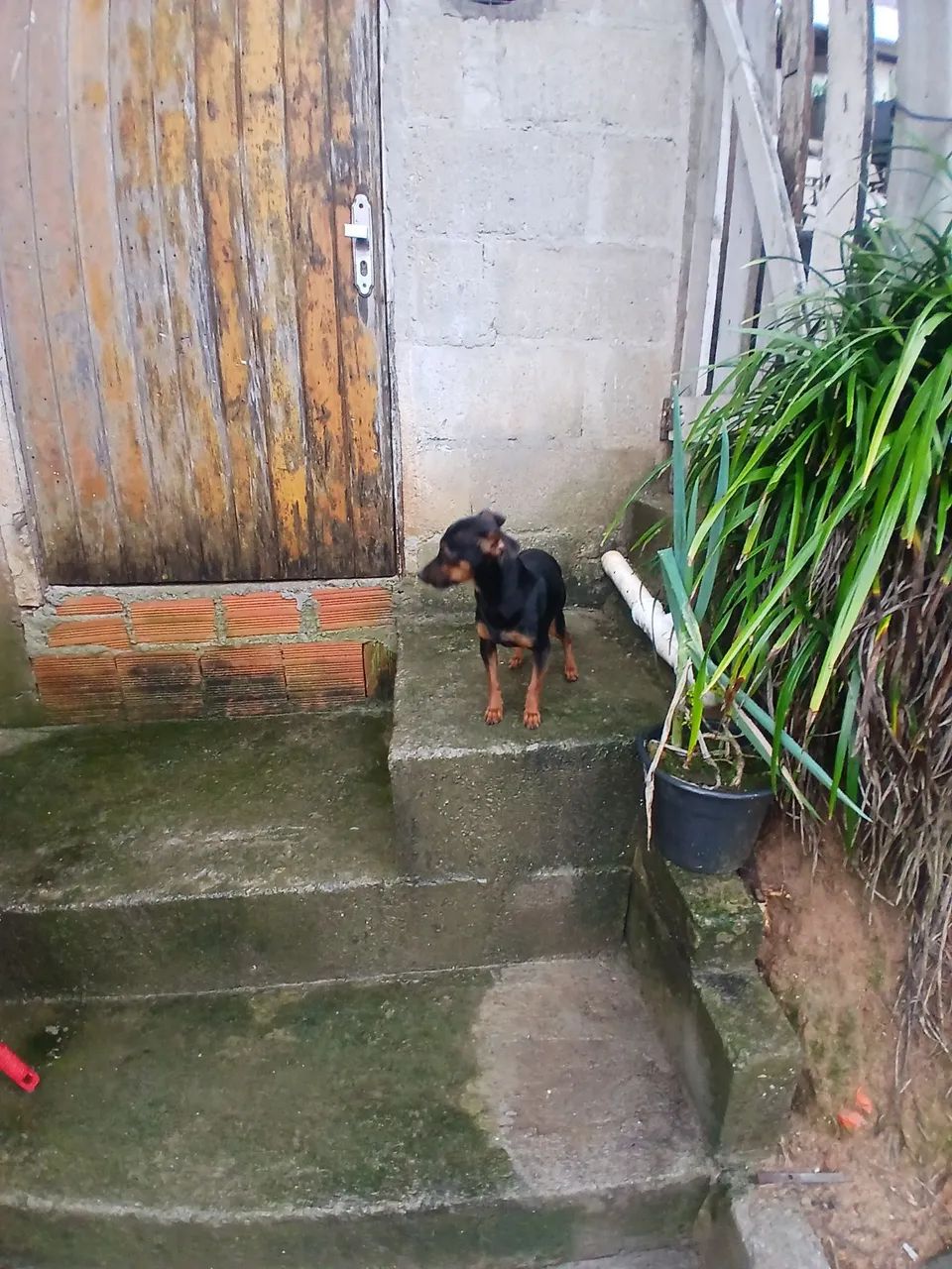 Vendo pinscher - Foto 2