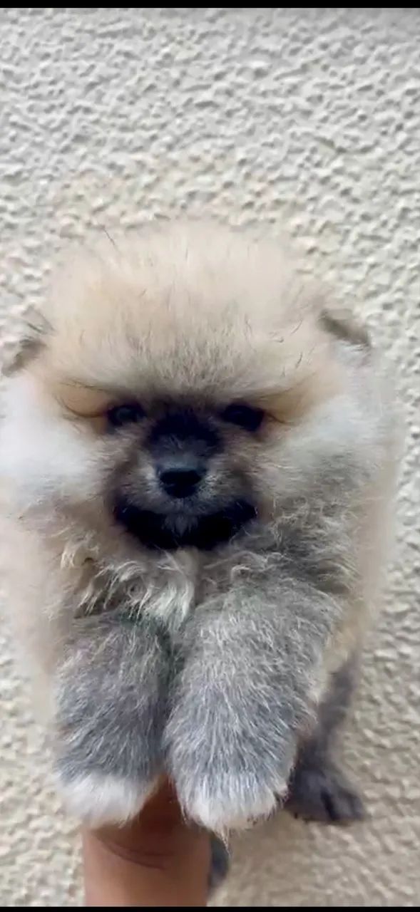 Spitz alemão 