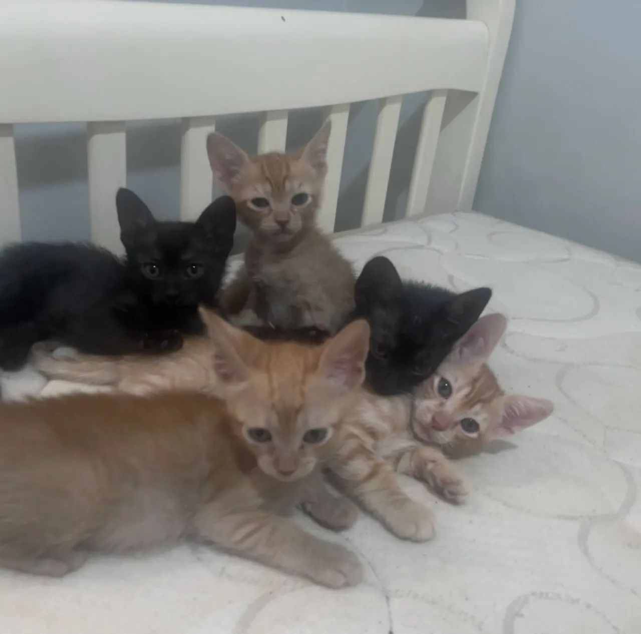 Pet - Foto 3