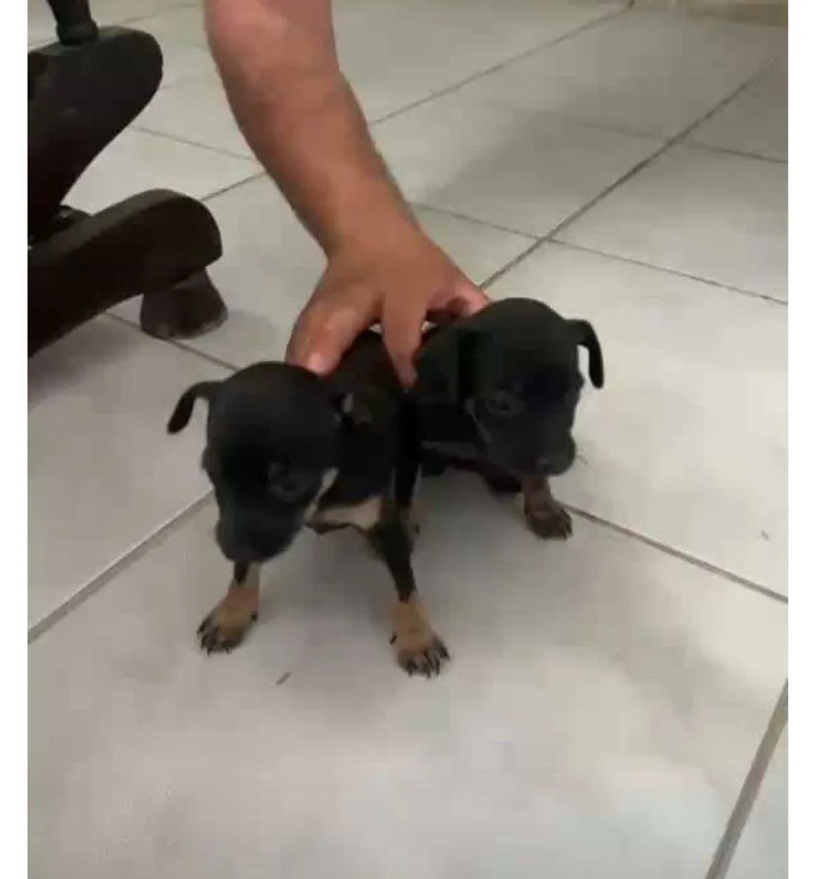 Pinscher - Foto 2