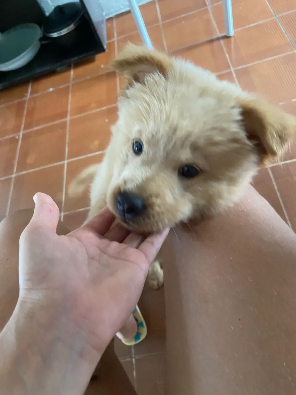 Filhote de Chow Chow - Foto 3