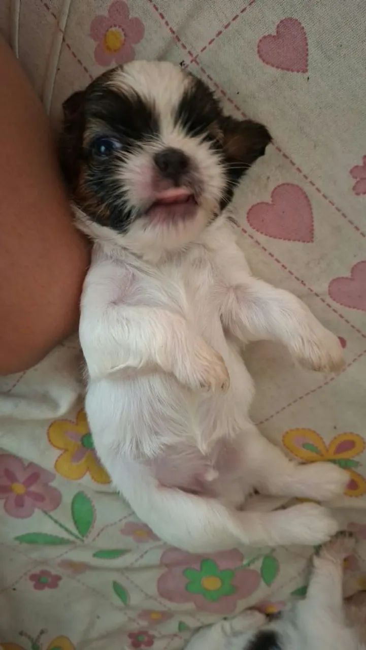 Shitzu  - Foto 3