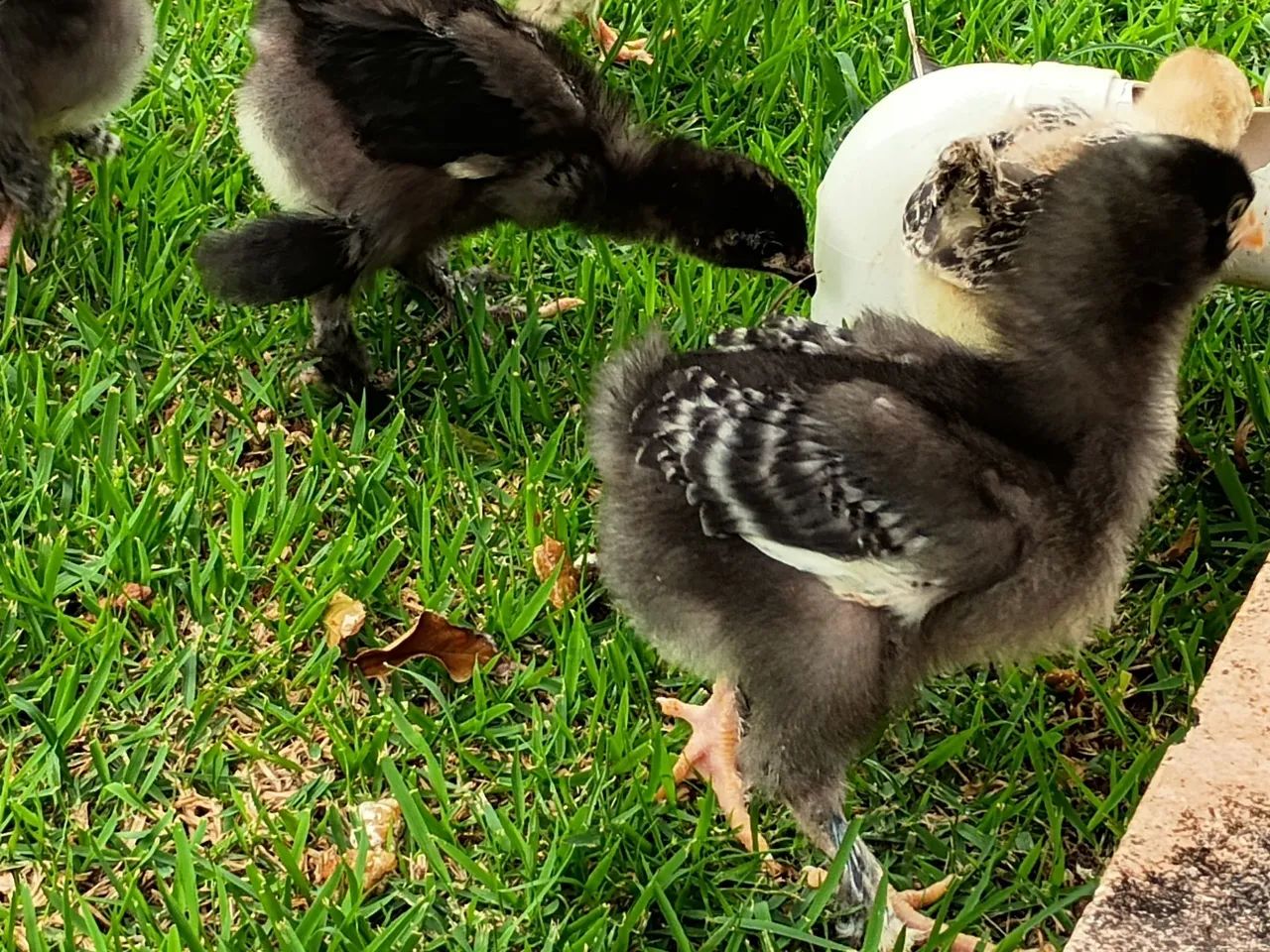 Pintinhos Brahma 30,00