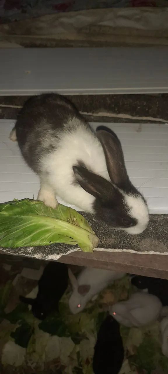 Coelhos - Foto 4