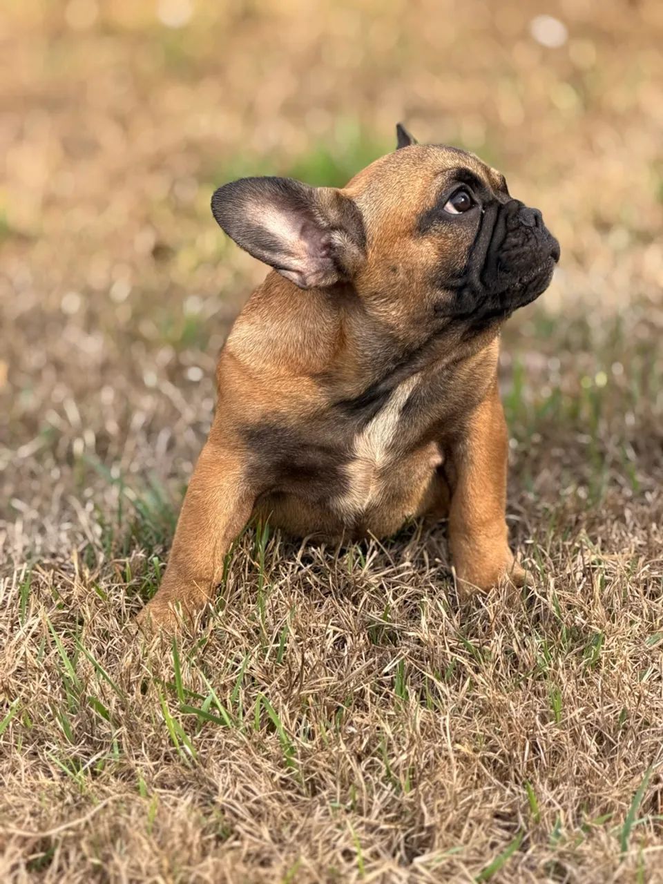 Buldogue Francês Micro Exótica - Foto 3